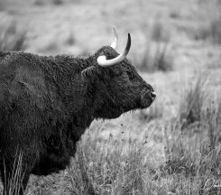 A Scottish bull, Scotland