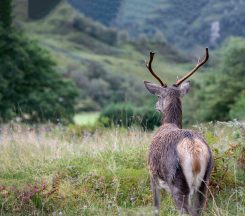 A Scottish deer, Scotland